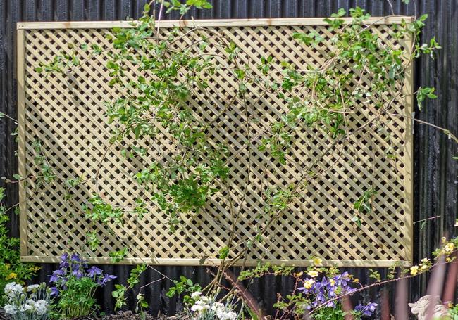 Grange Lilleshall Lattice Trellis Fence Panels