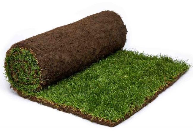 Rolawn Medallion Turf 1m² Roll