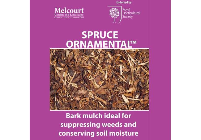 Melcourt Ornamental Spruce 