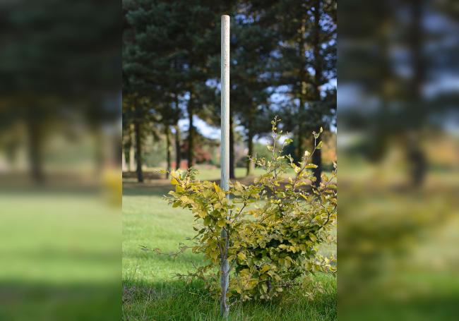 Grange Tree Pole