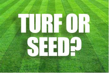 Turf or Grass Seed: Which Is Best for Your Garden?