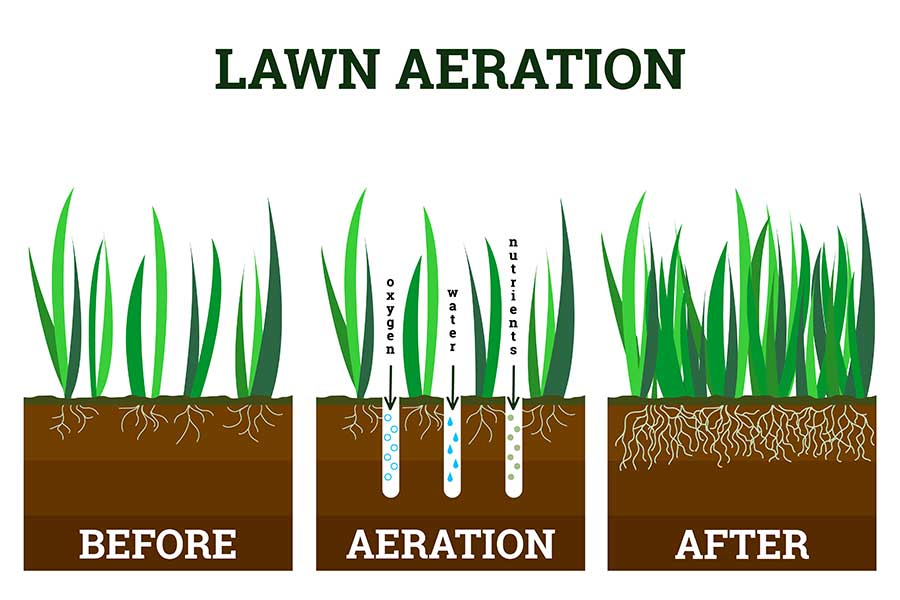 Diagram showing how aerating a lawn promotes root growth and lawn health