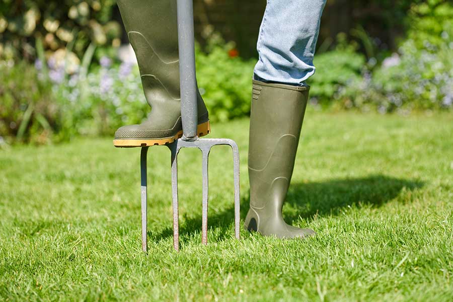 Aerating a lawn with a fork in the autumn will promote root growth and lawn health