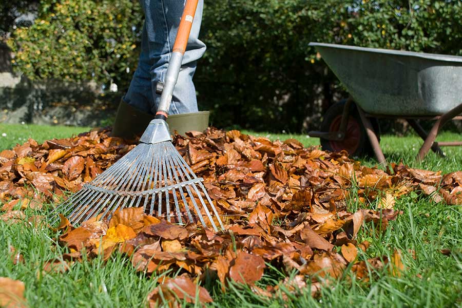 Autumn lawn care involves removing leaves to prevent damage to the turf