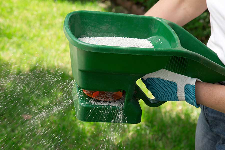 Using a hand held hopper to apply fertiliser to a lawn