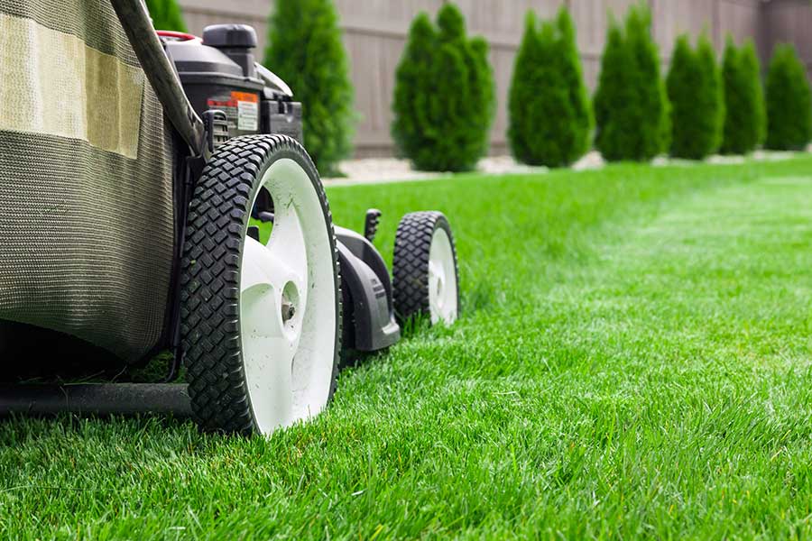 Set the lawn mover higher in autumn to leave grass longer