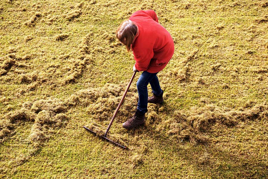Lady scarifying a lawn with a rake to remove dead grass and moss