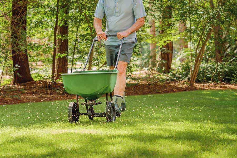 Reseeding a lawn in autumn