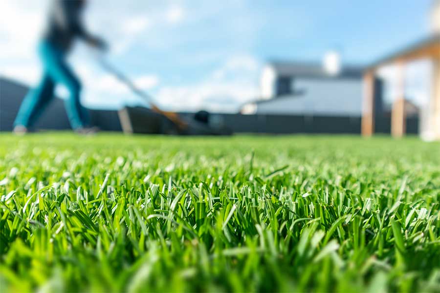 Mowing a healthy and repaired lawn in autumn at a higher setting to encourage grass growth and recovery