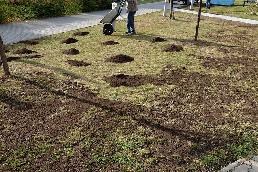 Adding top dressing soil to a lawn to level it and repair dead patches of grass