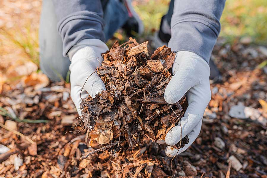 Gardener using composted bark to mulch flower beds