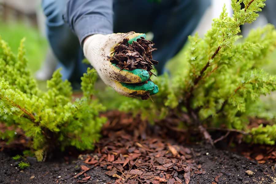 Applying bark mulch around plants in a flower bed