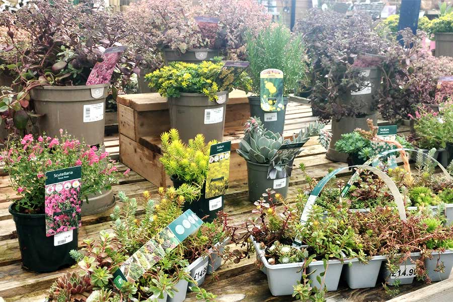 A selection of rockery plants on display at Oxford Garden Centre