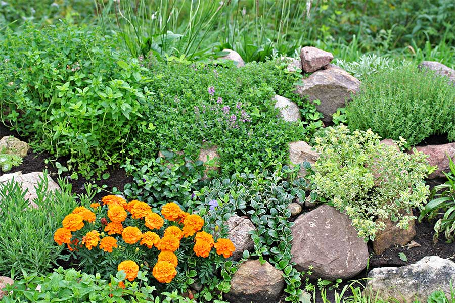 A rockery garden with lots of mature plants and large stones