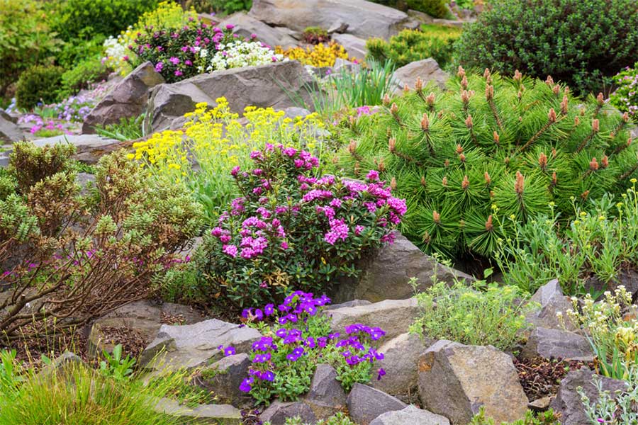 A large and colourful mature rockery garden