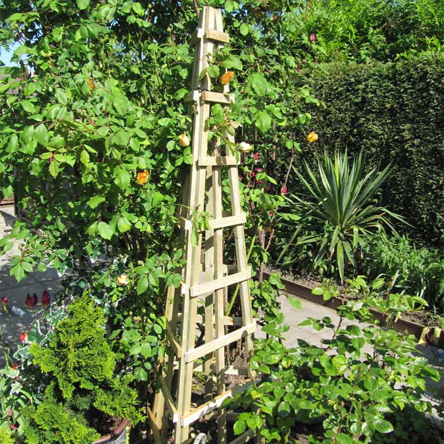 Grange Obelisk trellis used to provide support for climbing plants