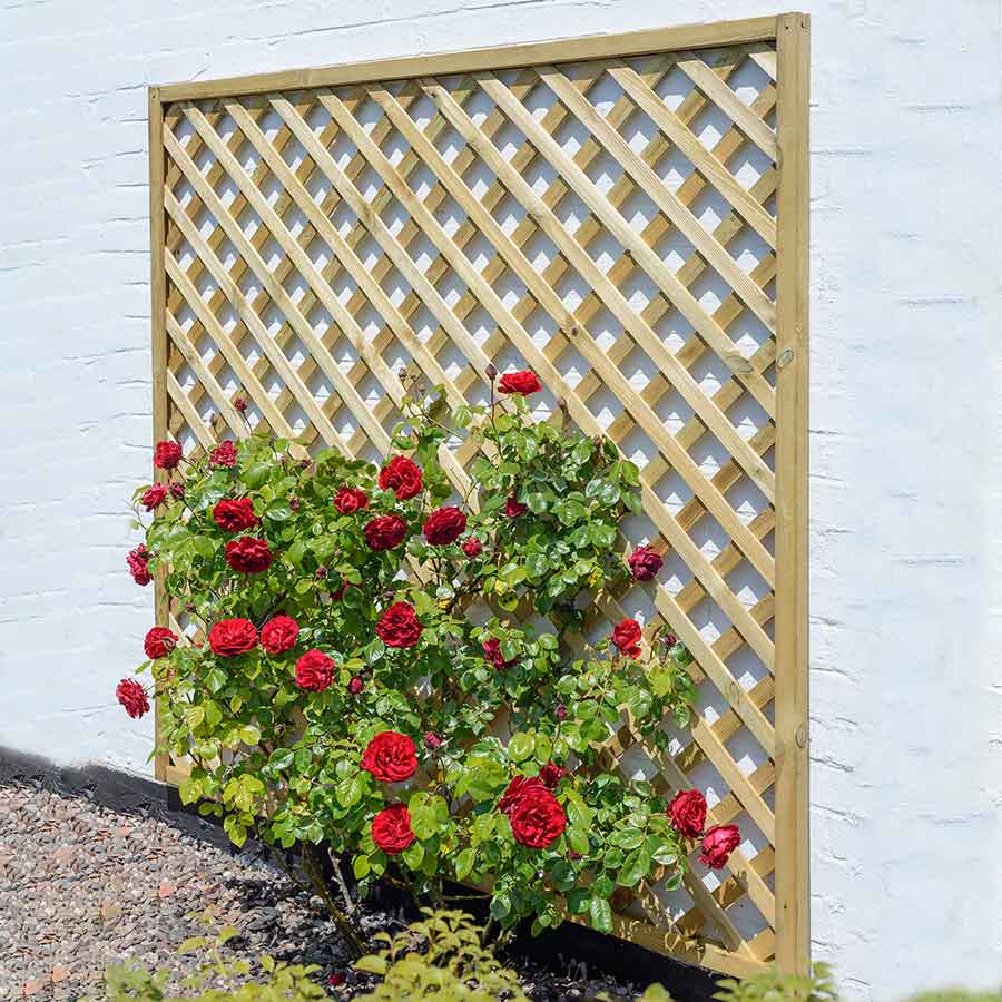 Bland wall decorated with diamond lattice trellis and bright red roses