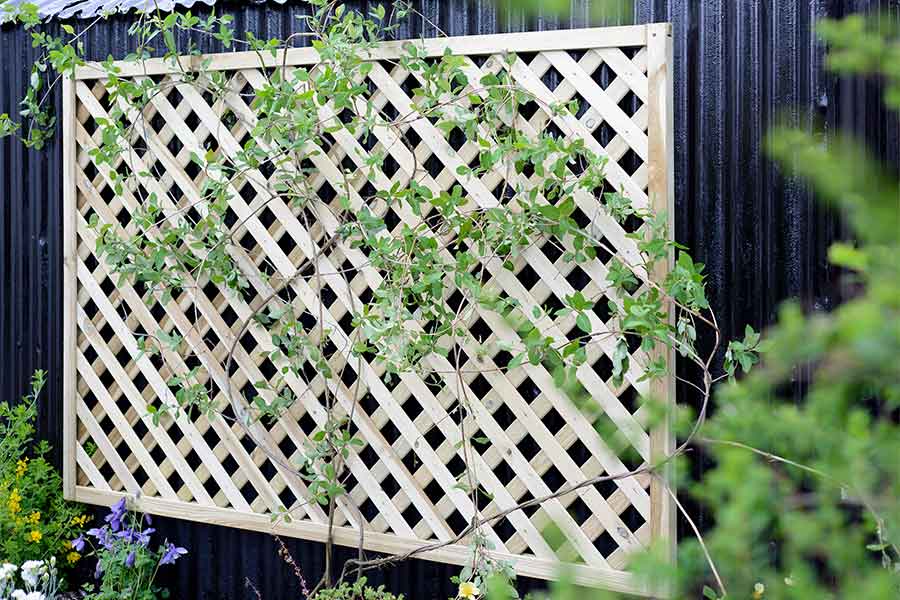 Ugly meta shed disguised with trellis panels and climbing plants