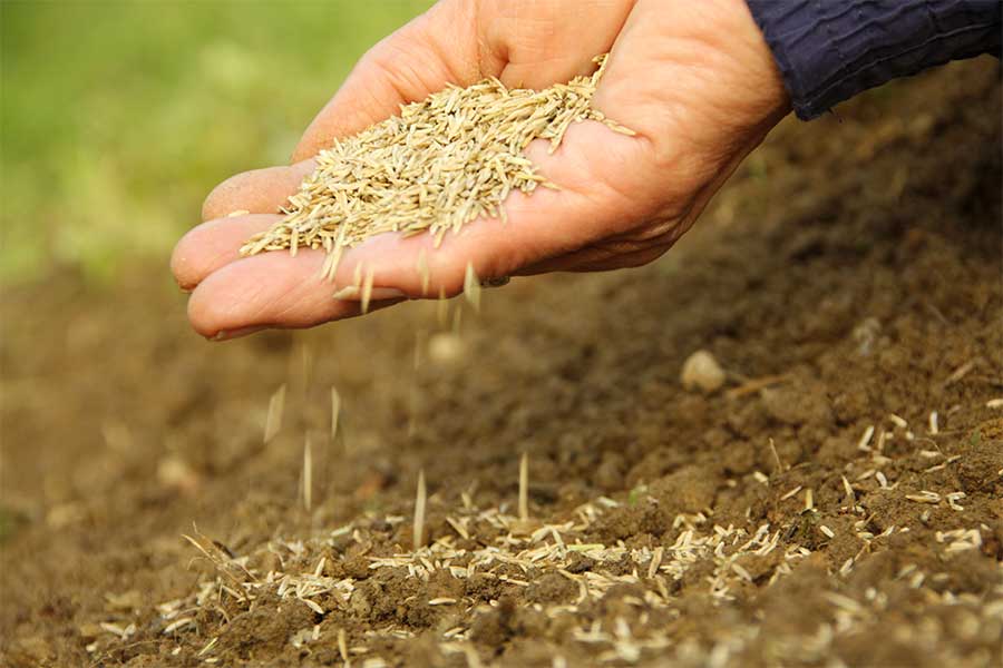 Spreading grass seed for a new lawn