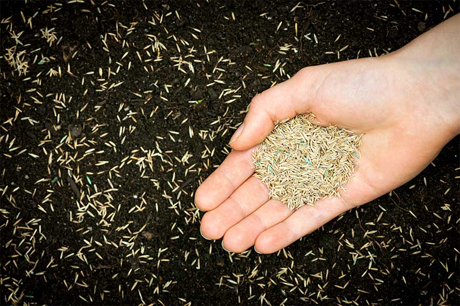 Lady sowing grass seed by hand