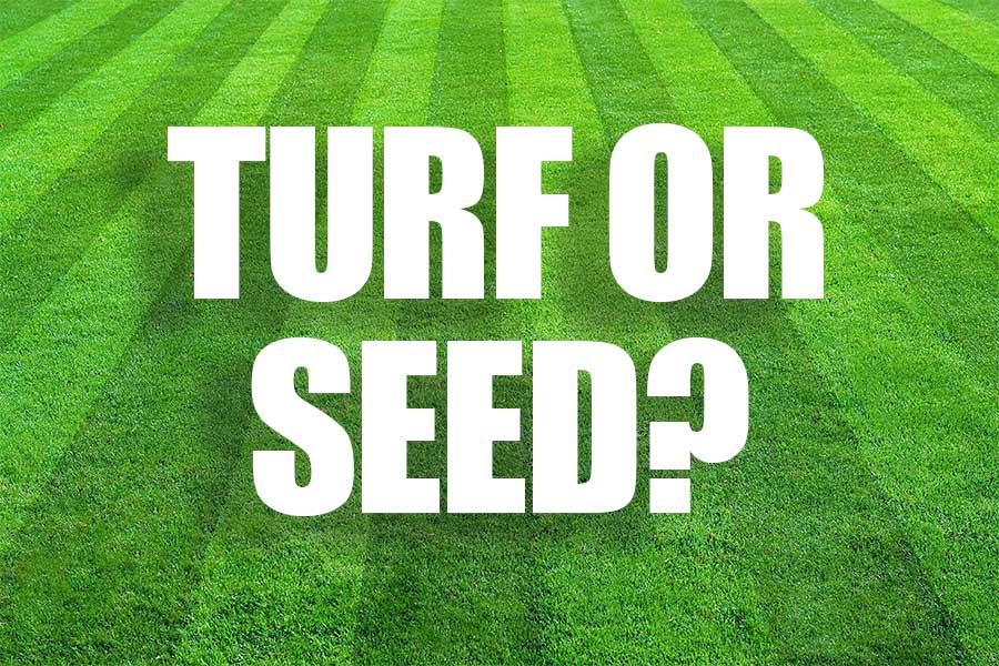 Turf or grass seed article cover image
