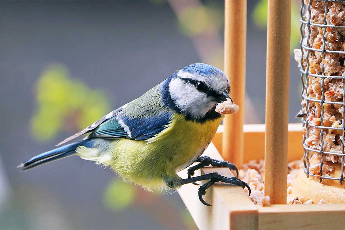 Blue Tit feeding from a bird table in a garden in the winter