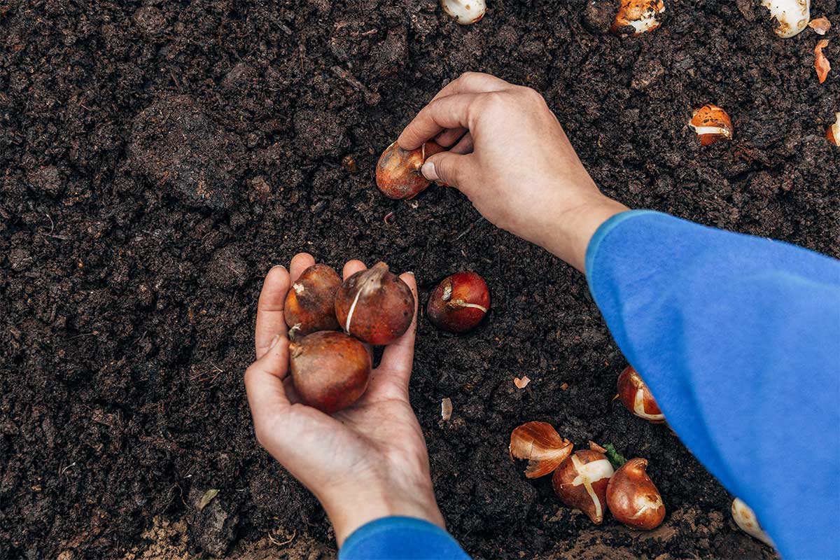 Planting spring bulbs is one of the final winter gardening jobs to do