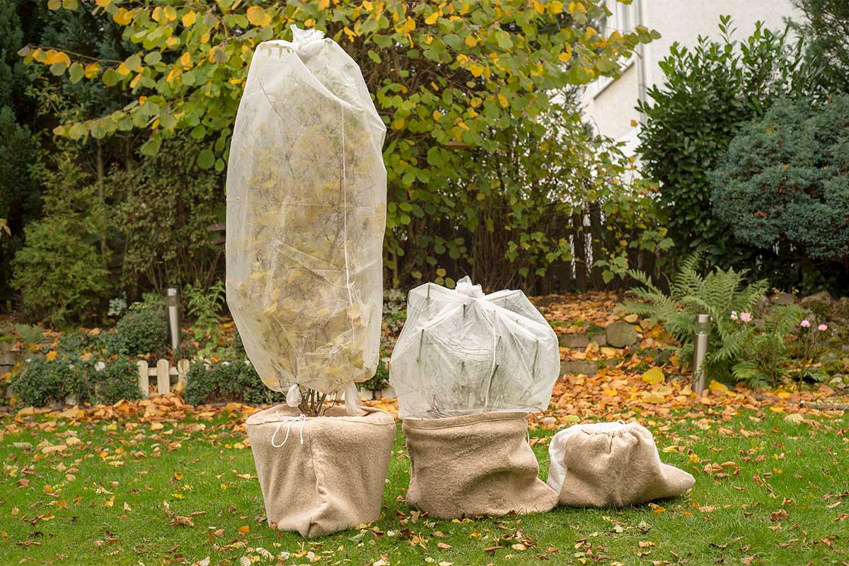 Protecting plants from frost in winter by wrapping them with plant fleece to keep them warm
