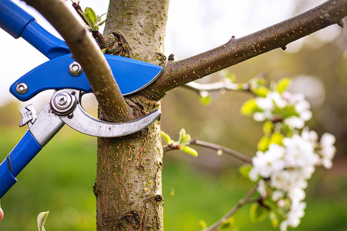 Pruning trees and plants in the garden is an important winter gardening job