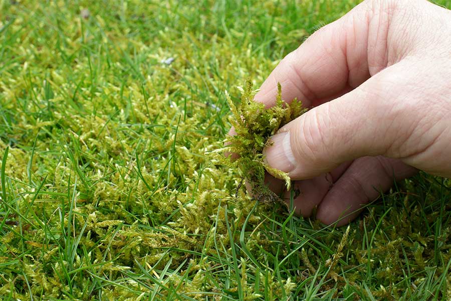This lawn has a thick growth of moss which needs to be treated