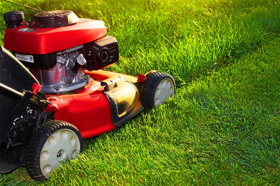 Cutting the grass longer before winter helps to protect it from frost and wet weather