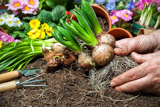 Soil for vegetables